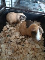 Guinea Pig Rodents for sale in Midland, TX 79707, USA. price: $35