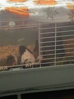 Guinea Pig Rodents for sale in Hickory, NC, USA. price: NA