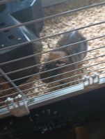 Guinea Pig Rodents for sale in Bowling Green, MO 63334, USA. price: NA