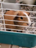 Guinea Pig Rodents for sale in Henderson, NV 89074, USA. price: $50