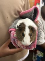 Guinea Pig Rodents for sale in Roswell, GA, USA. price: NA