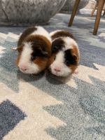 Guinea Pig Rodents for sale in Charlottesville, VA 22902, USA. price: NA