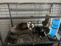 Guinea Pig Rodents for sale in Littleton, CO, USA. price: NA