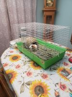 Guinea Pig Rodents for sale in Wautoma, WI 54982, USA. price: NA
