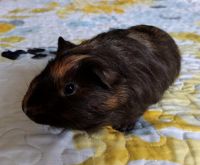 Guinea Pig Rodents for sale in Port Huron, MI 48060, USA. price: $35