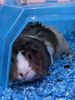 Guinea Pig Rodents for sale in Haines City, FL, USA. price: $70