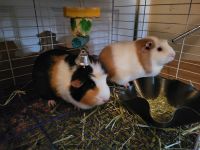Guinea Pig Rodents for sale in Palm Coast, FL, USA. price: $125