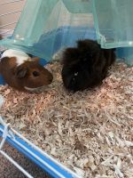 Guinea Pig Rodents for sale in West Melbourne, Florida. price: NA