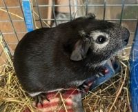 Guinea Pig Rodents for sale in Munith, Michigan. price: $20