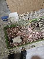 Guinea Pig Rodents for sale in Denver, Colorado. price: $225
