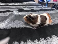Guinea Pig Rodents for sale in North Las Vegas, Nevada. price: $50