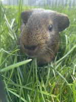 Guinea Pig Rodents for sale in Waukegan, Illinois. price: $30
