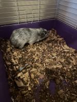 Guinea Pig Rodents for sale in Caryville, Tennessee. price: $20