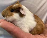 Guinea Pig Rodents for sale in Abilene, KS 67410, USA. price: $60