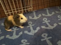 Guinea Pig Rodents for sale in Streamwood, Illinois. price: $30