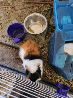 Guinea Pig Rodents for sale in 311 S 4th St, Darby, PA 19023, USA. price: $50