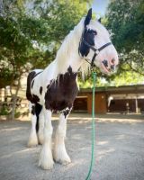 Gypsy Vanner Horses for sale in Boston, MA, USA. price: NA