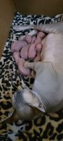 Hairless Khala Puppies for sale in CORNWALL BOROUGH, PA 17042, USA. price: NA