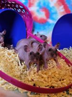 Hairless Rat Rodents for sale in Louisa, VA 23093, USA. price: NA