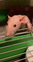 Hairless Rat Rodents for sale in Mobile, AL, USA. price: NA