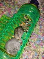 Hamster Rodents for sale in 8020 Matthew Pl, Shreveport, LA 71106, USA. price: NA