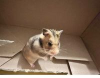 Hamster Rodents for sale in Kyle, TX, USA. price: NA