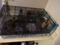 Hamster Rodents for sale in Orlando, FL, USA. price: NA