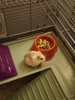 Hamster Rodents for sale in Sanatoga, PA 19464, USA. price: NA