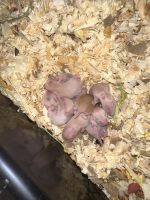 Hamster Rodents for sale in Dover, DE, USA. price: NA