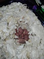 Hamster Rodents for sale in Tampa, FL, USA. price: $8