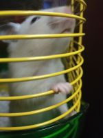 Hamster Rodents for sale in Tampa, FL, USA. price: $10