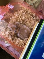 Hamster Rodents for sale in Benton, Arkansas. price: $50