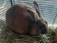 Hare Rabbits Photos