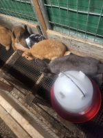 Hare Rabbits for sale in McMinnville, TN 37110, USA. price: NA