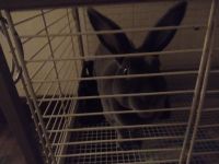 Hare Rabbits for sale in Springfield, MO 65803, USA. price: NA