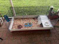 Hare Rabbits for sale in Land O' Lakes, FL, USA. price: NA