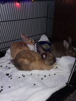 Hare Rabbits for sale in Aventura, FL 33180, USA. price: NA