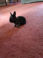 Hare Rabbits for sale in EASTAMPTN TWP, NJ 08060, USA. price: NA