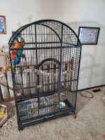 Harlequin Macaw Birds for sale in St. Louis, MO, USA. price: NA