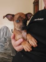 Harlequin Pinscher Puppies for sale in Las Vegas, NV, USA. price: NA