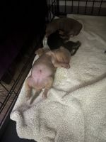 Harlequin Pinscher Puppies for sale in San Diego, CA, USA. price: NA