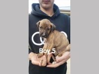 Harlequin Pinscher Puppies for sale in Los Angeles, CA, USA. price: NA