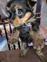 Harrier Puppies for sale in Port Orford, OR 97465, USA. price: NA