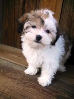 Havanese Puppies for sale in Baltimore, MD 21214, USA. price: NA