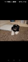 Havanese Puppies for sale in Bethlehem, PA, USA. price: NA