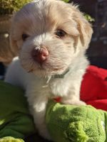Havanese Puppies for sale in Wayne, PA, USA. price: NA
