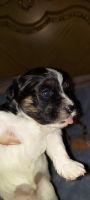 Havanese Puppies for sale in Avondale, AZ, USA. price: NA