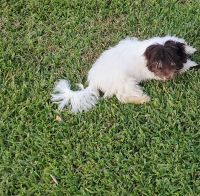 Havanese Puppies for sale in Kingwood, Houston, TX, USA. price: NA