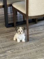 Havanese Puppies for sale in South Hackensack, NJ, USA. price: NA