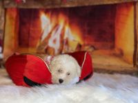 Havanese Puppies for sale in Fort Worth, TX, USA. price: NA